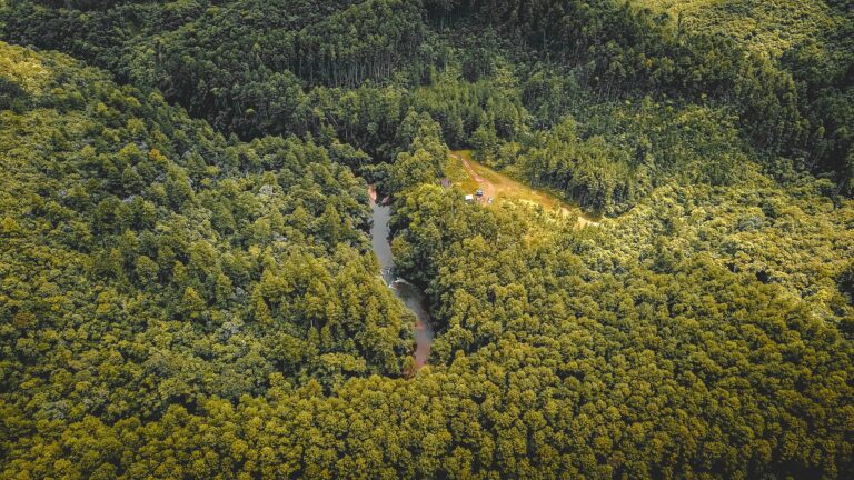 vista aérea de floresta brasileira